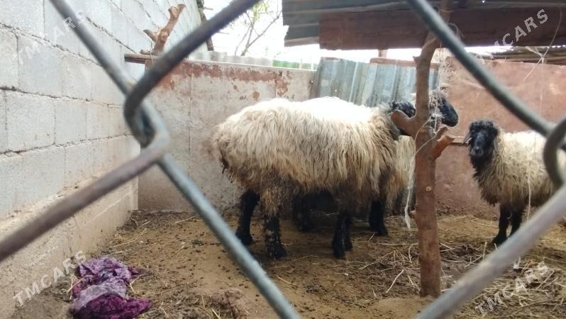 BAKYLAN GOYUN - Рухабат (90-й разьезд) - img 1