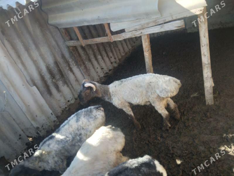 goýun goç - Ашхабад - img 1