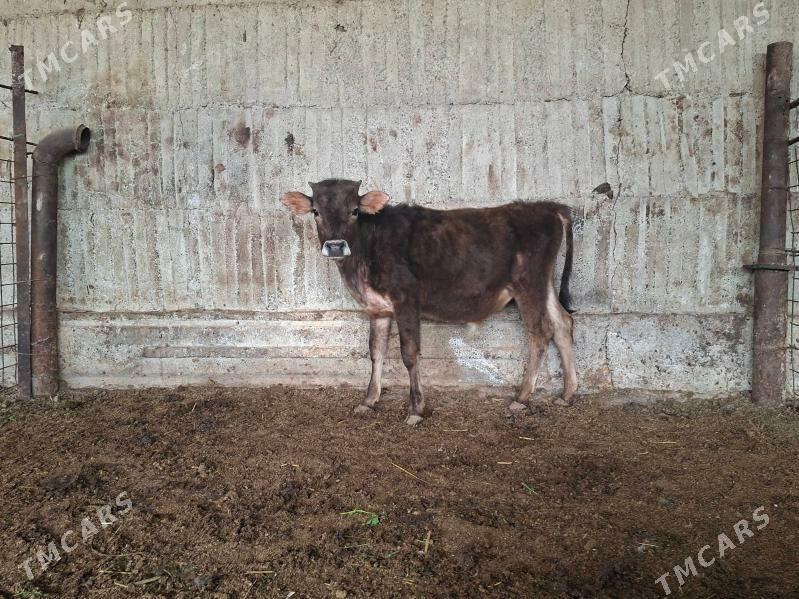 okuz - Gökdepe - img 1