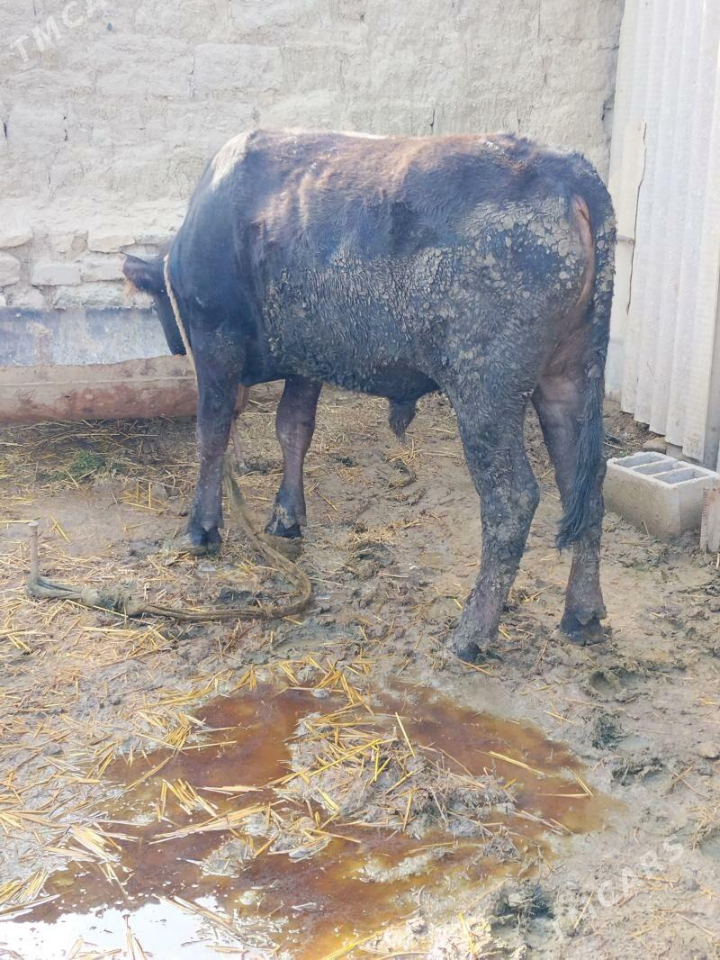 ŞVES OKUZ - Бахарден - img 1