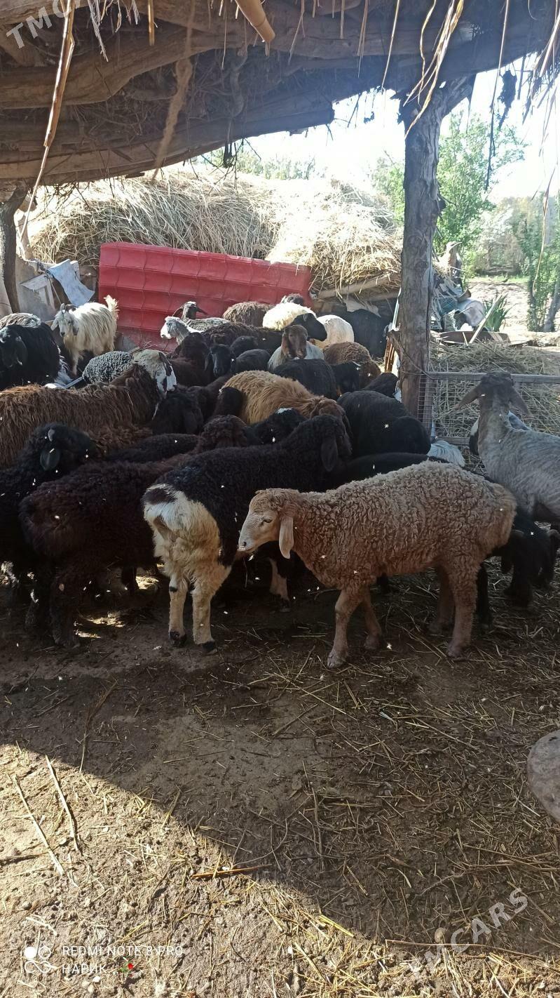 Şerbaz guzyly koy - Dänew - img 1