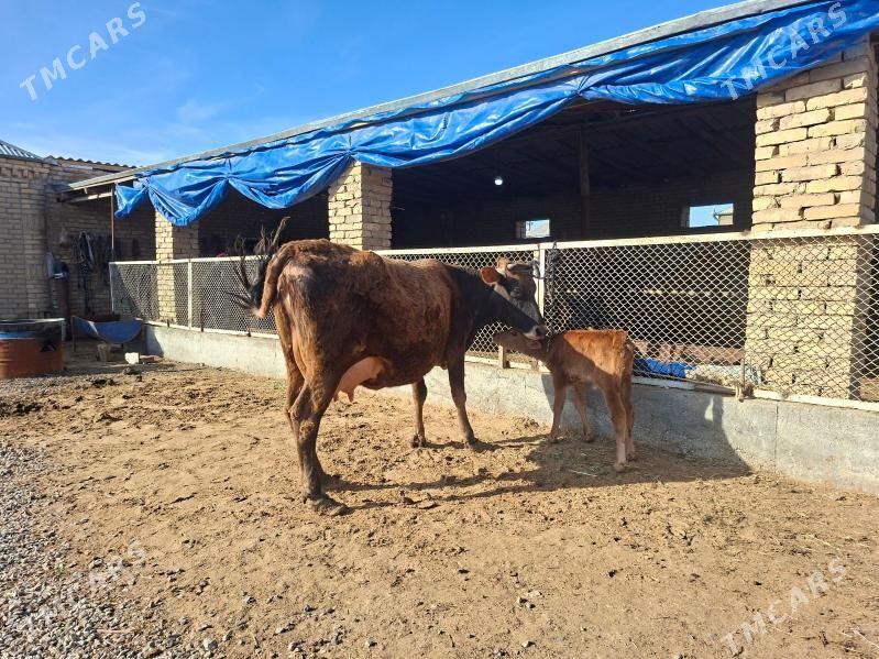 göleli sygyr - Мургап - img 1