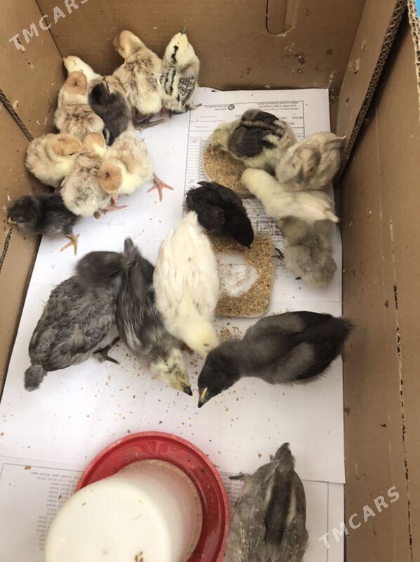 Induk juyje - Бузмеин - img 1