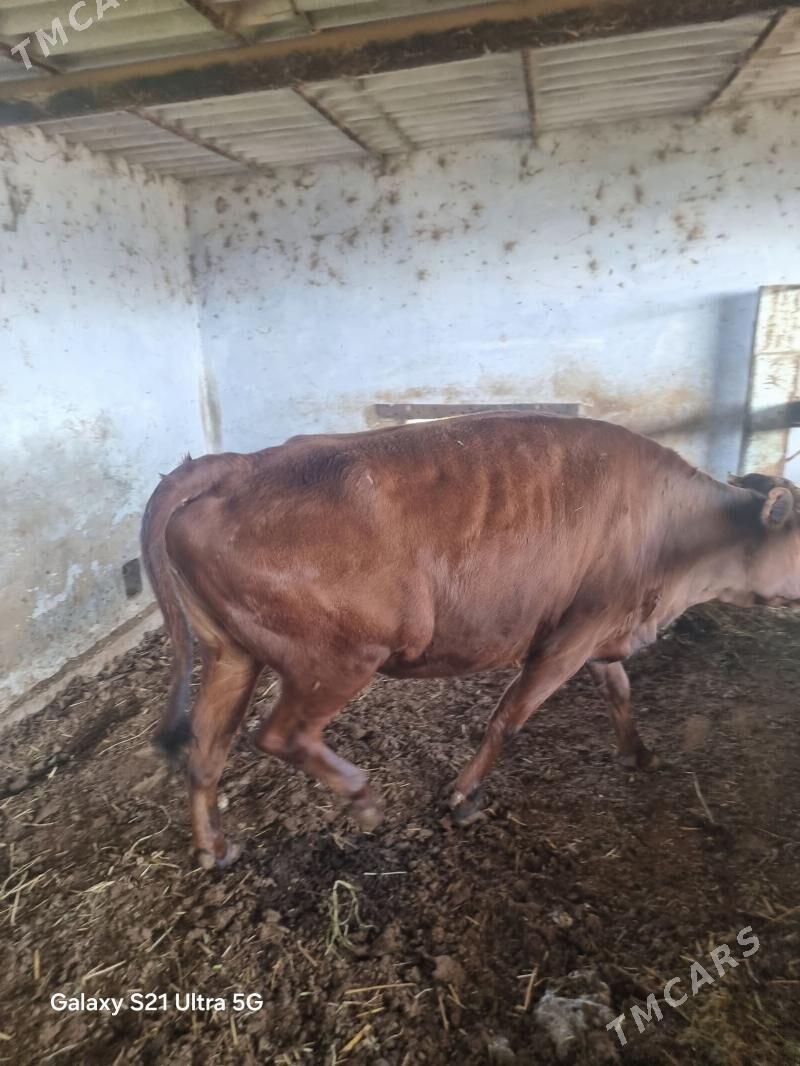 bakylan sygyr - Мургап - img 1