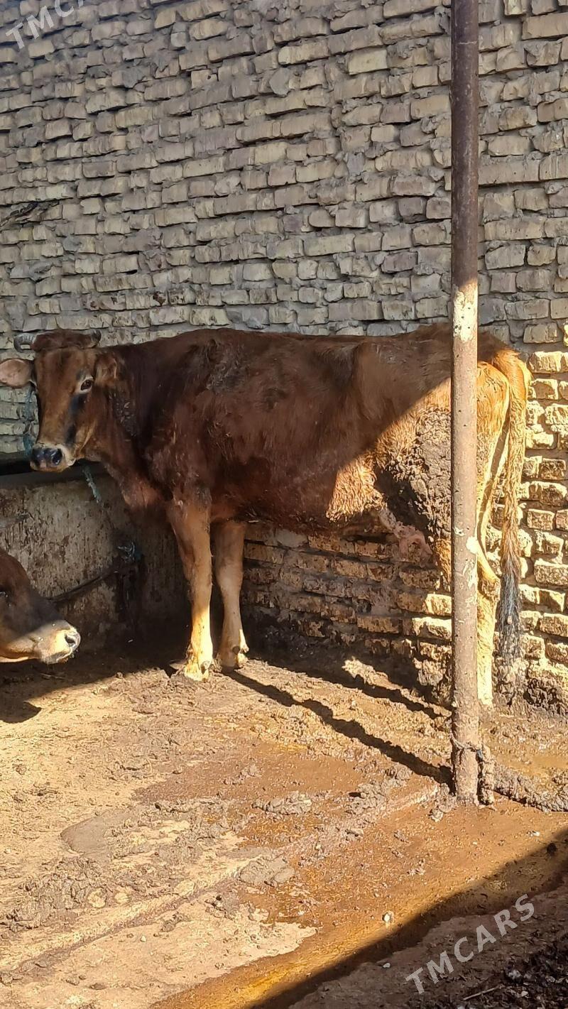 goleli sygyr - Теджен - img 1