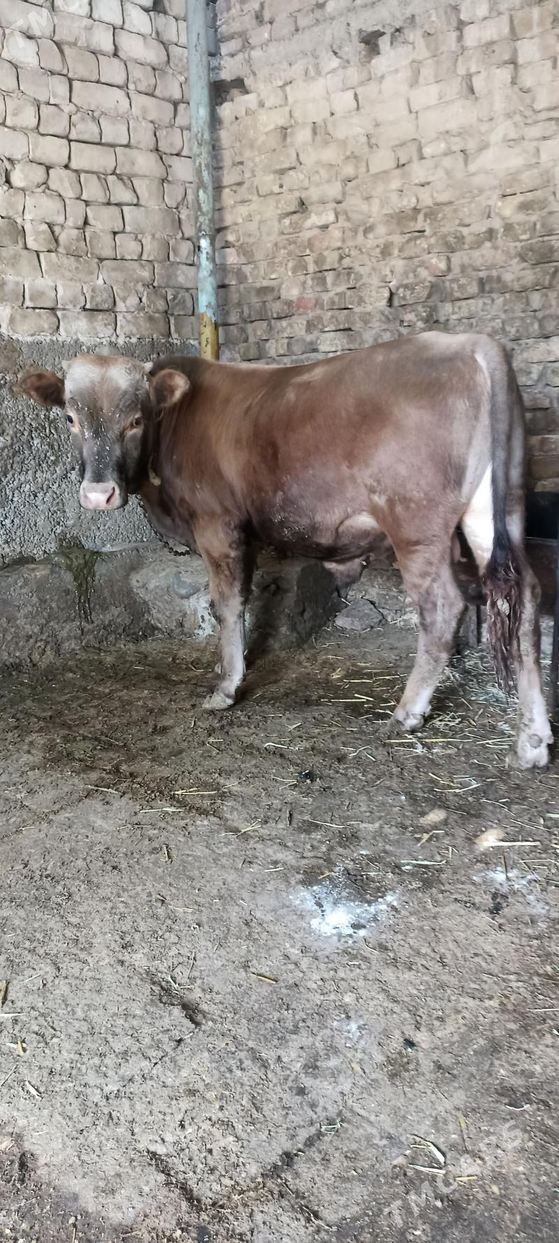 bakylgy okuz - Hitrowka - img 1