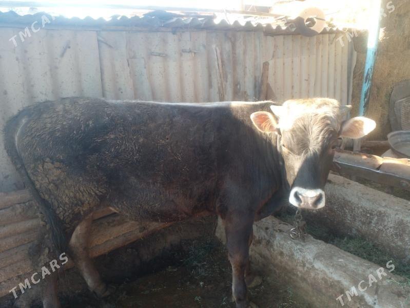 okuz - Babadaýhan - img 1