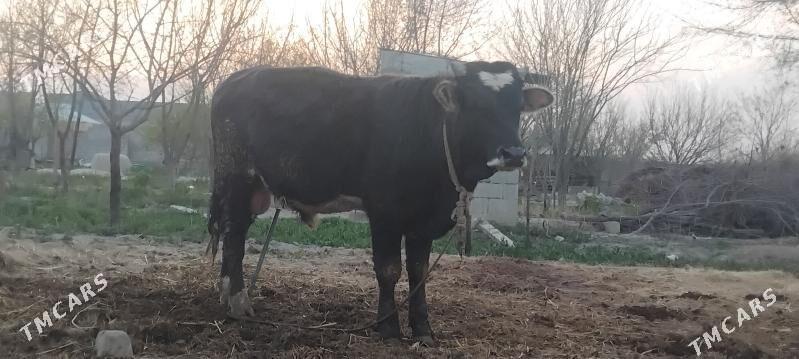 Ökûz - Bäherden - img 1