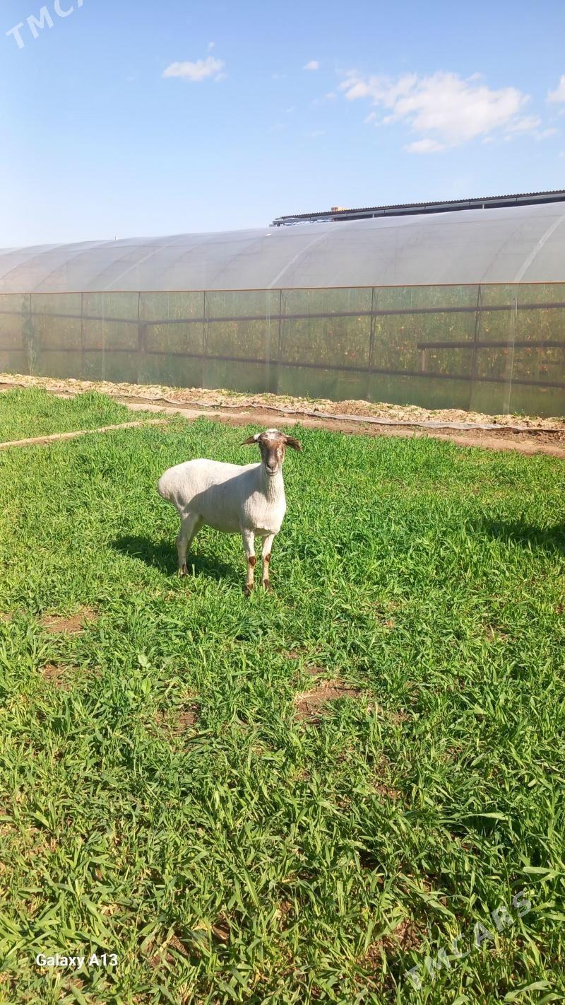 Ak goyun - Чарджоу - img 1