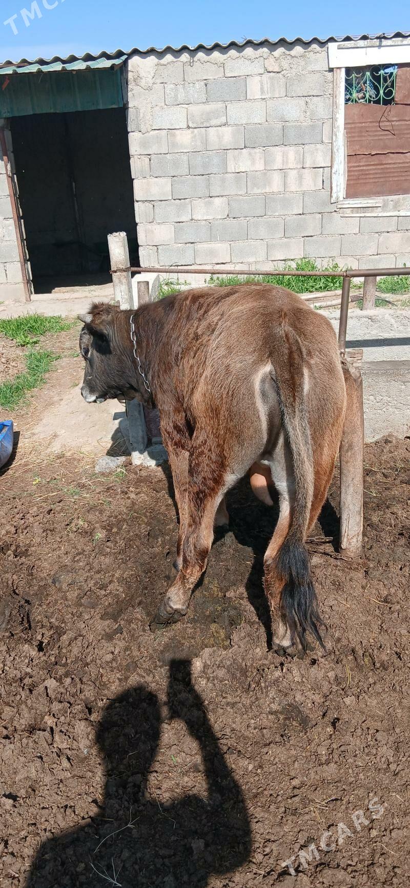 okuz - Гёкдепе - img 1