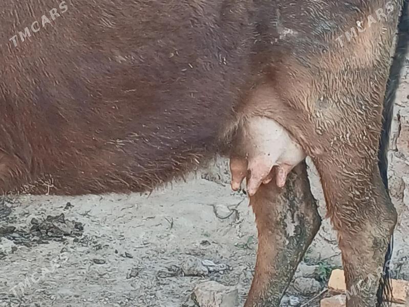 goleli sygyrlar - Махтумкули - img 1