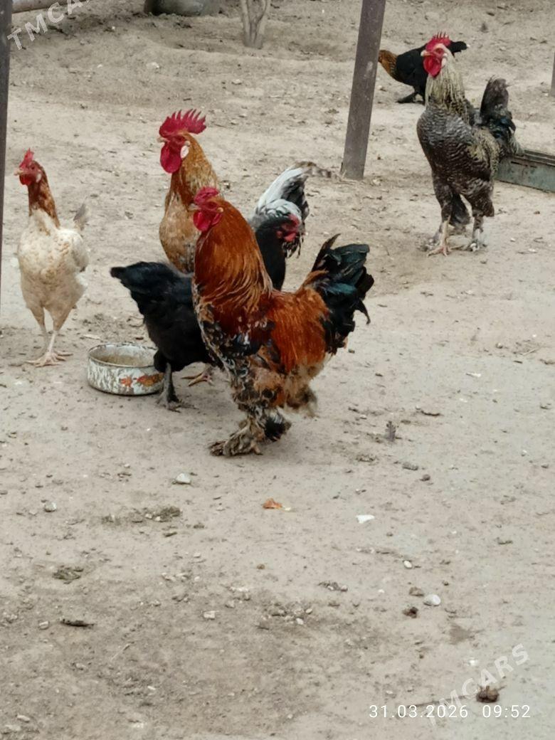 horaz - Джебел - img 1