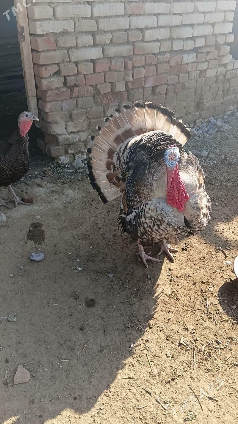 induk - Bäherden - img 1