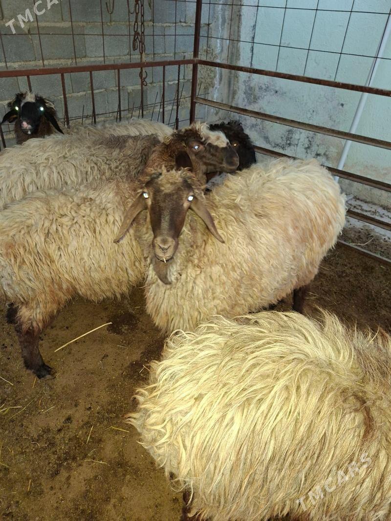 tokly işek goyun. - Gökdepe - img 1