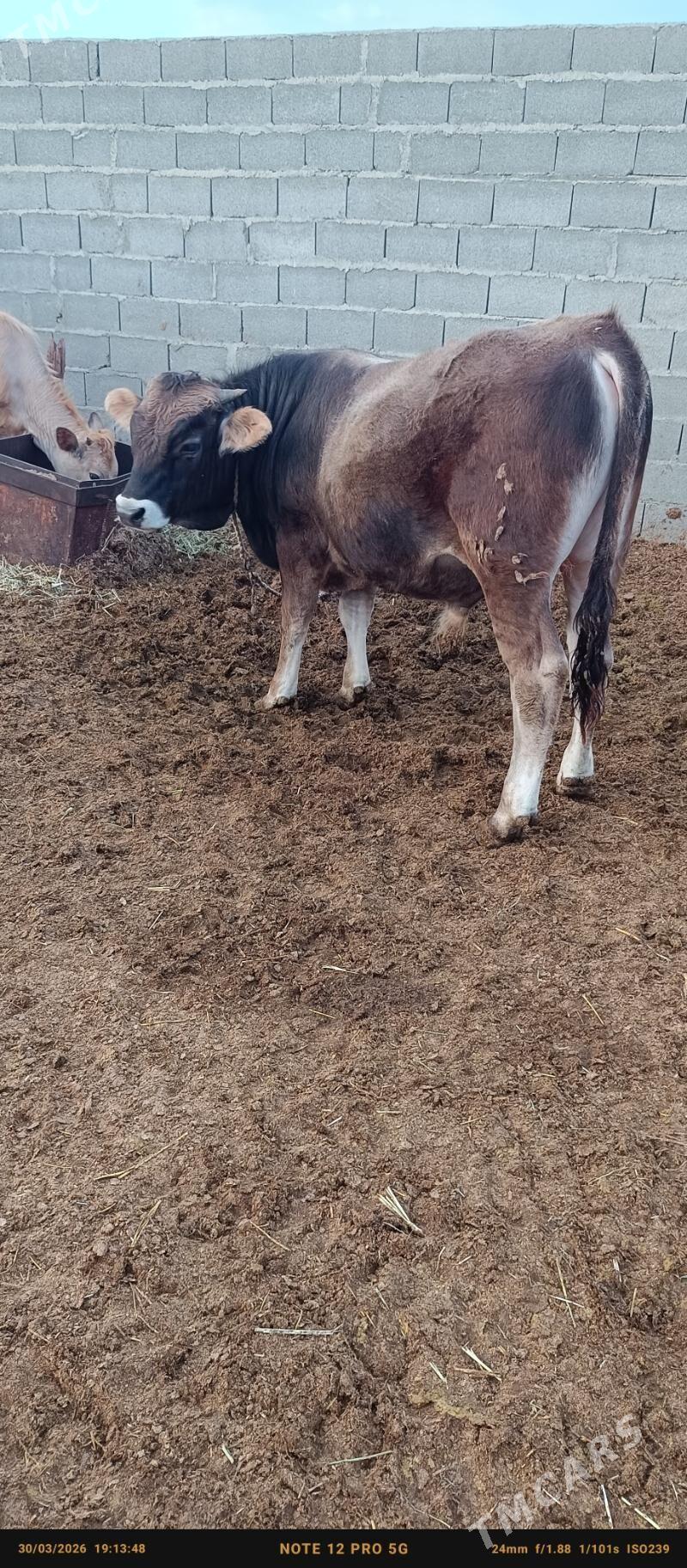 okuz - Bäherden - img 1