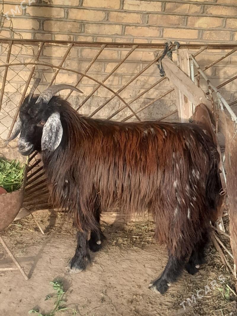 bogaz geciler - Мары - img 1