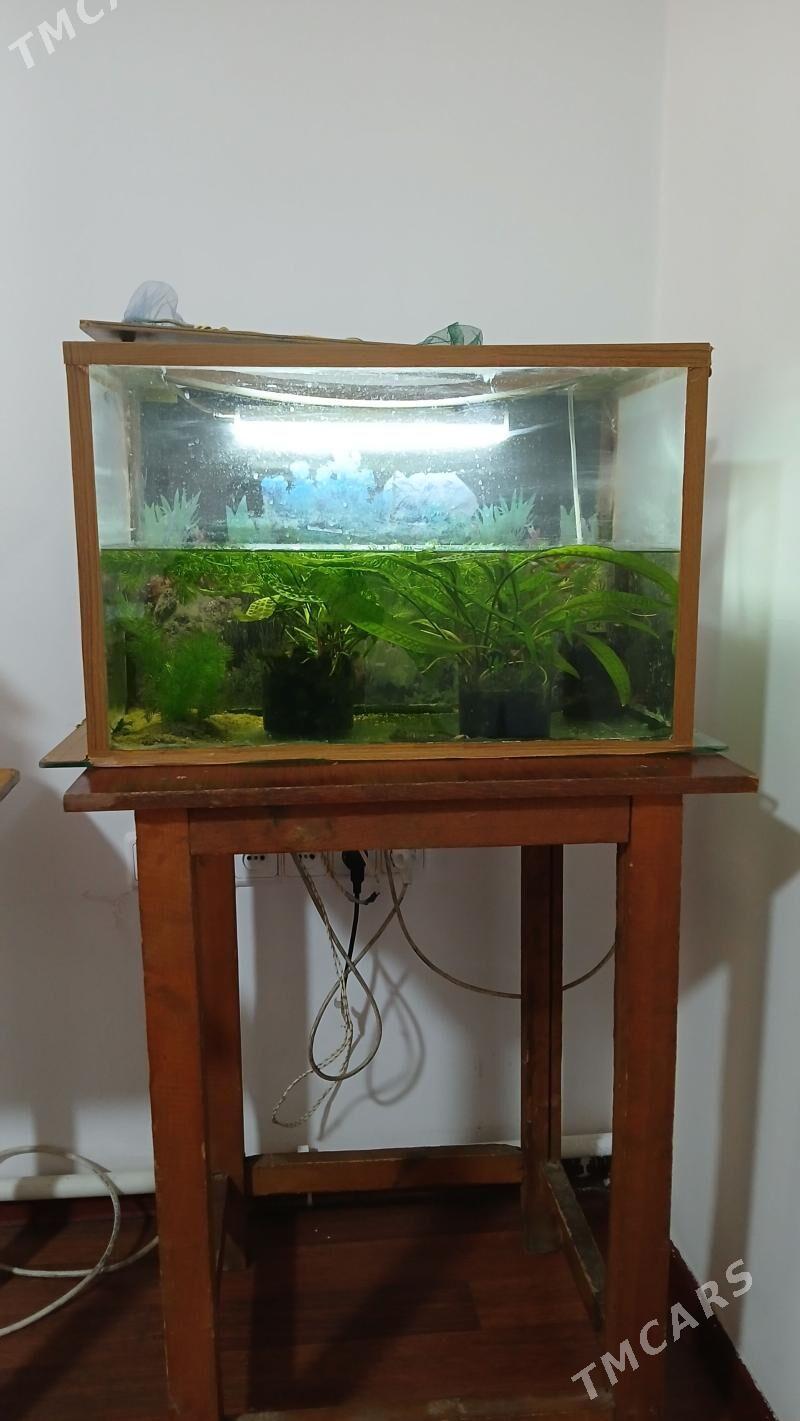 akwarýum - Туркменбаши - img 1