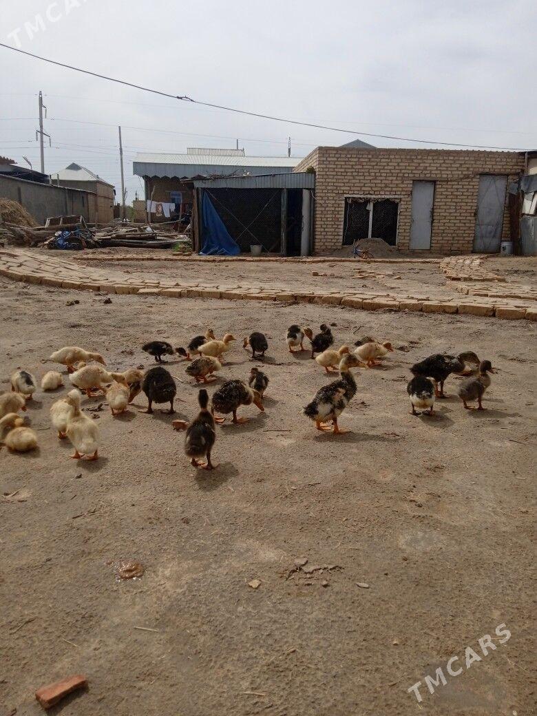 Ordek juje - Baýramaly - img 1