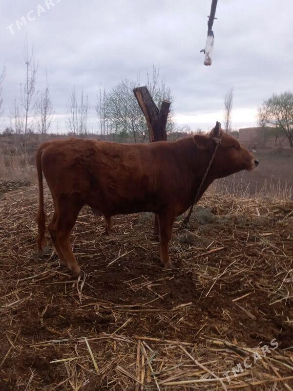 okuz - Болдумсаз - img 1