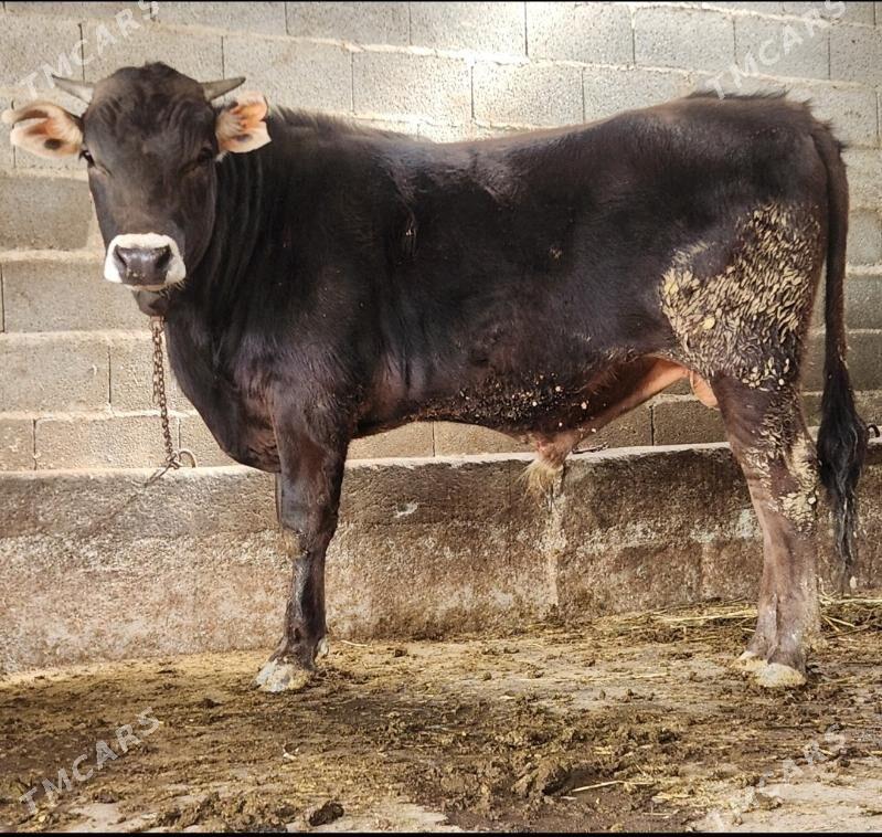 Okuz - Bäherden - img 1