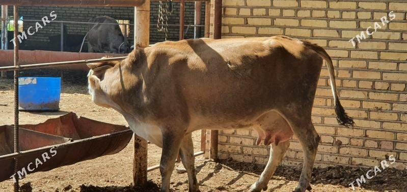 goleli sygyrlar - Векильбазар - img 1