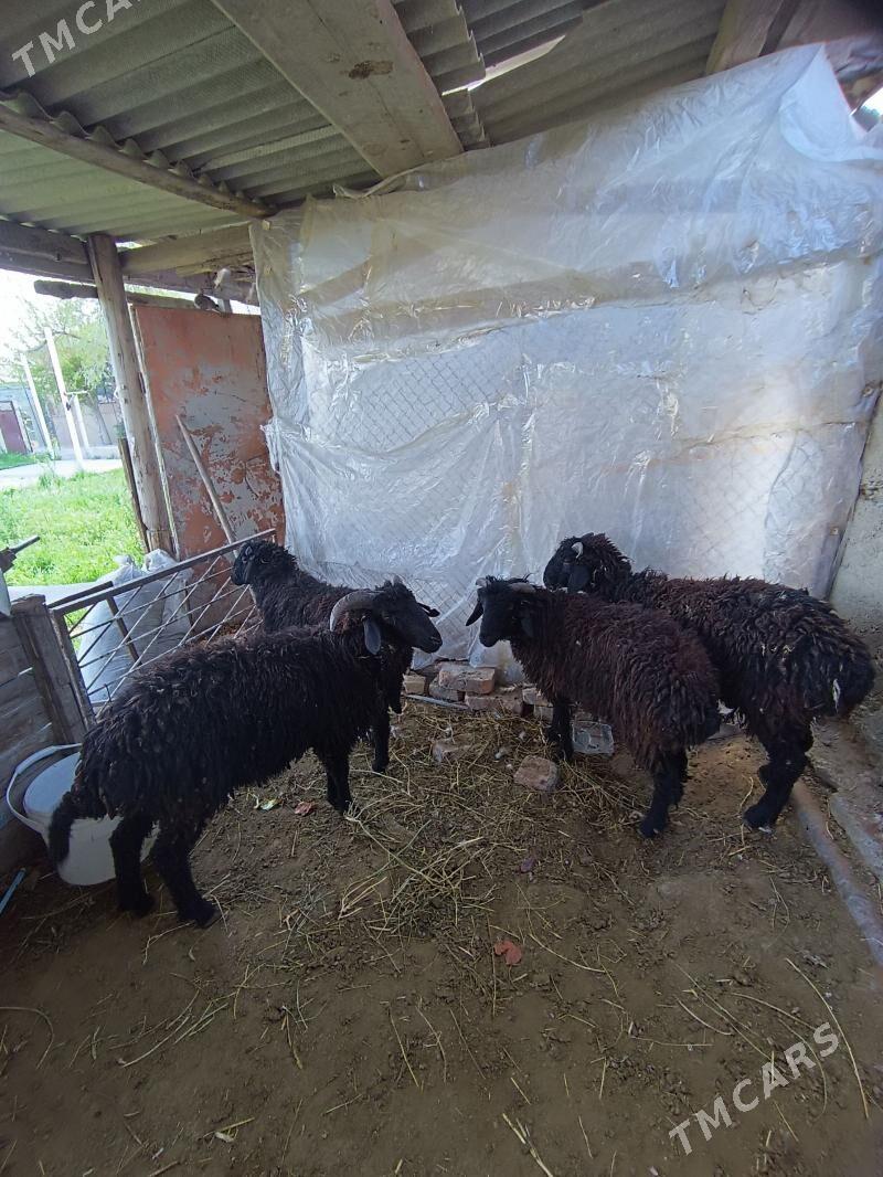 garakol işek - Gökdepe - img 1