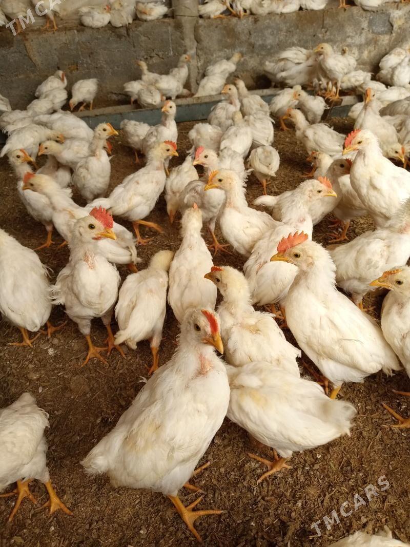 jüje towuk - Кипджак - img 1