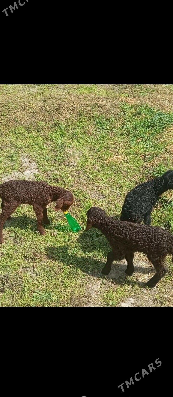 guzy - Gökdepe - img 1