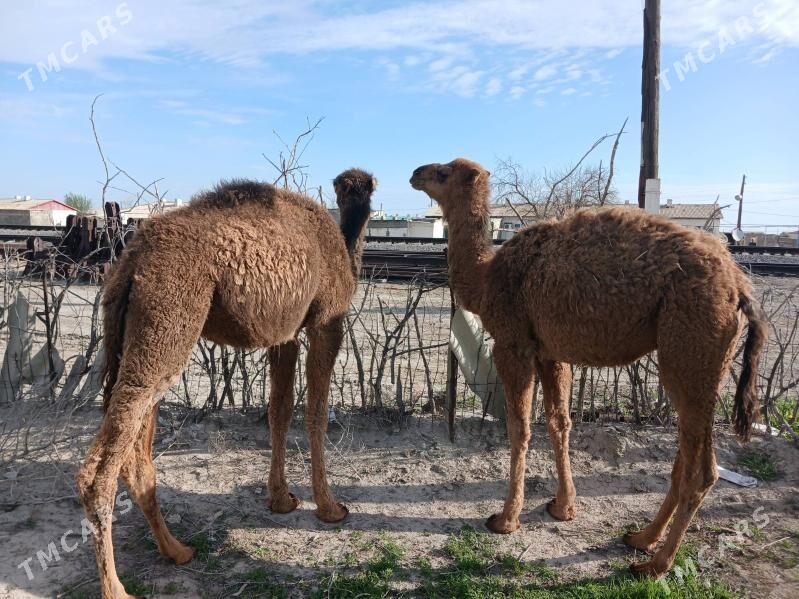 Ogşuk - Берекет - img 1