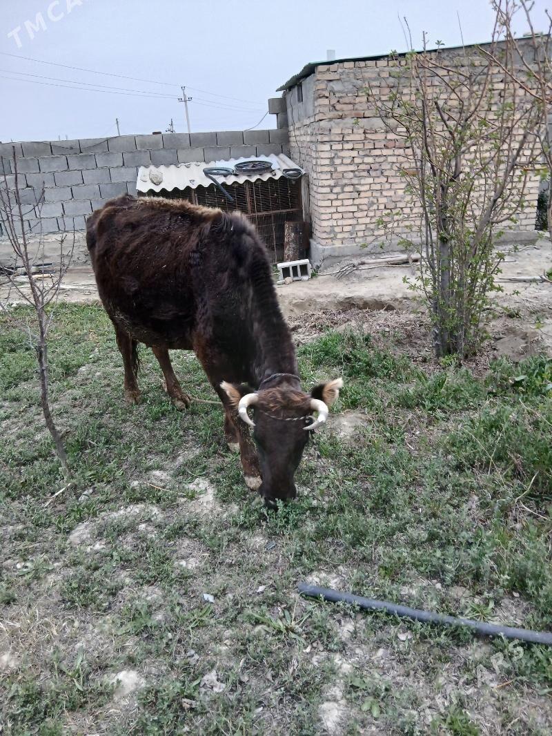 göleli sygyr - Бахарден - img 1