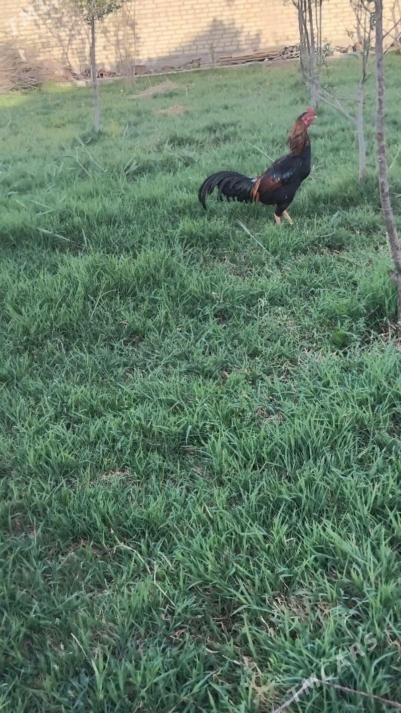 bayes horaz - Векильбазар - img 1