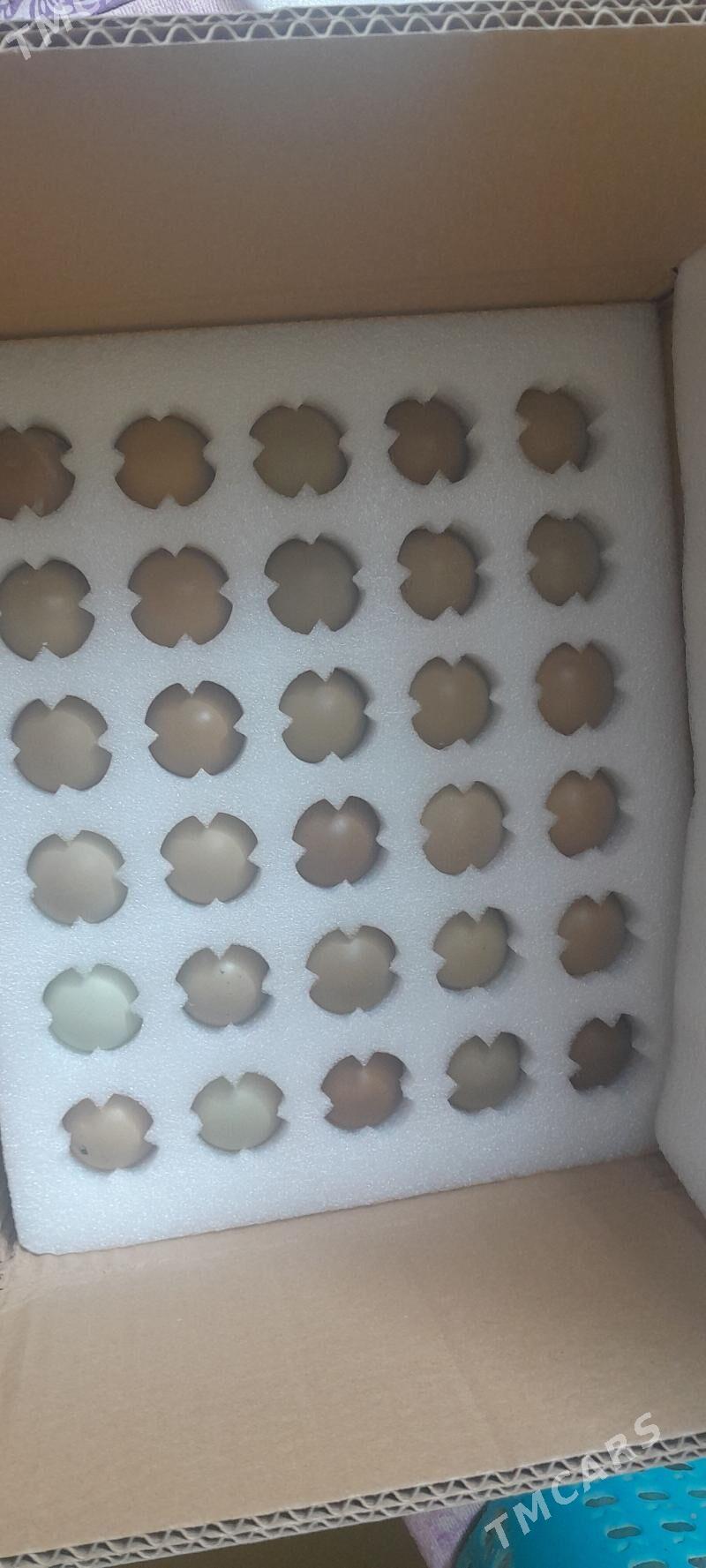 sulgun yumurtka - Чоганлы - img 1