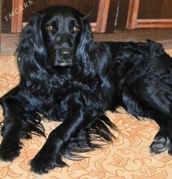 НА СПАРИВАНИЕ - Türkmenabat - img 1