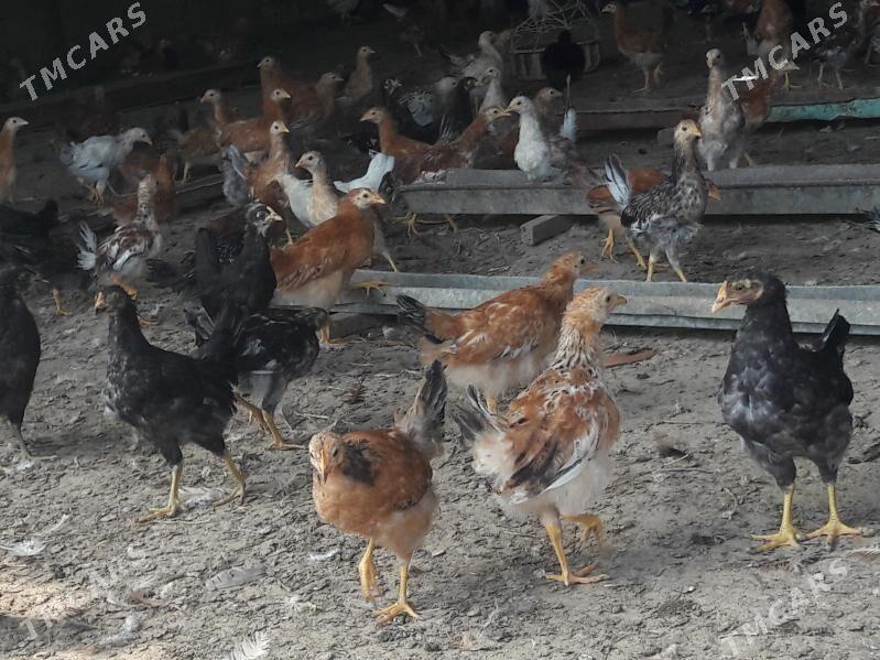 товук жуйже - Сакарчага - img 1