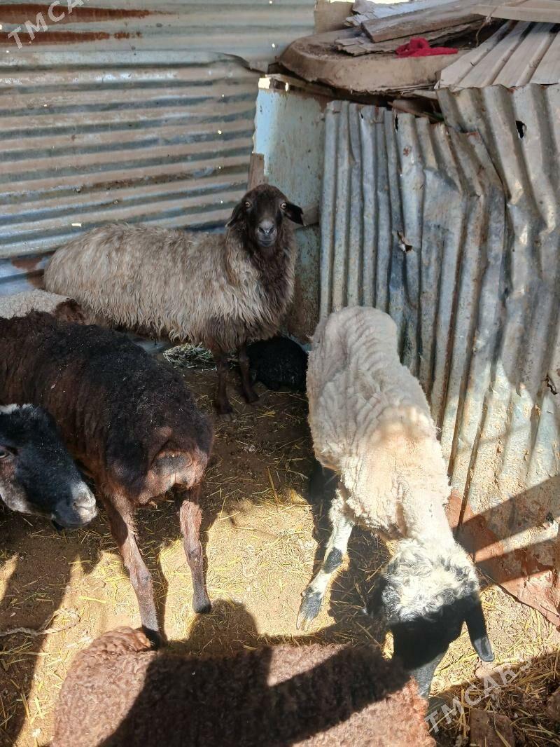 Guzuly goyunlar - Çärjew - img 1