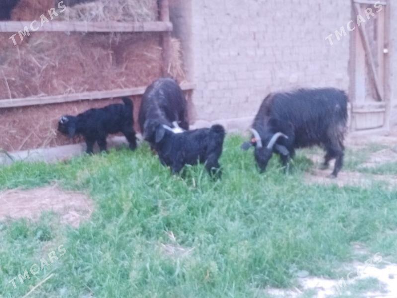 Owlakly geci - Анев - img 1