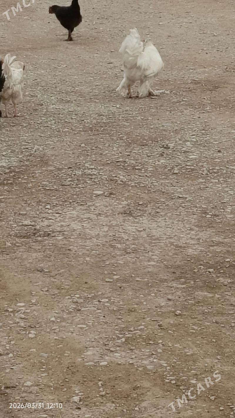 horaz - Балканабат - img 1