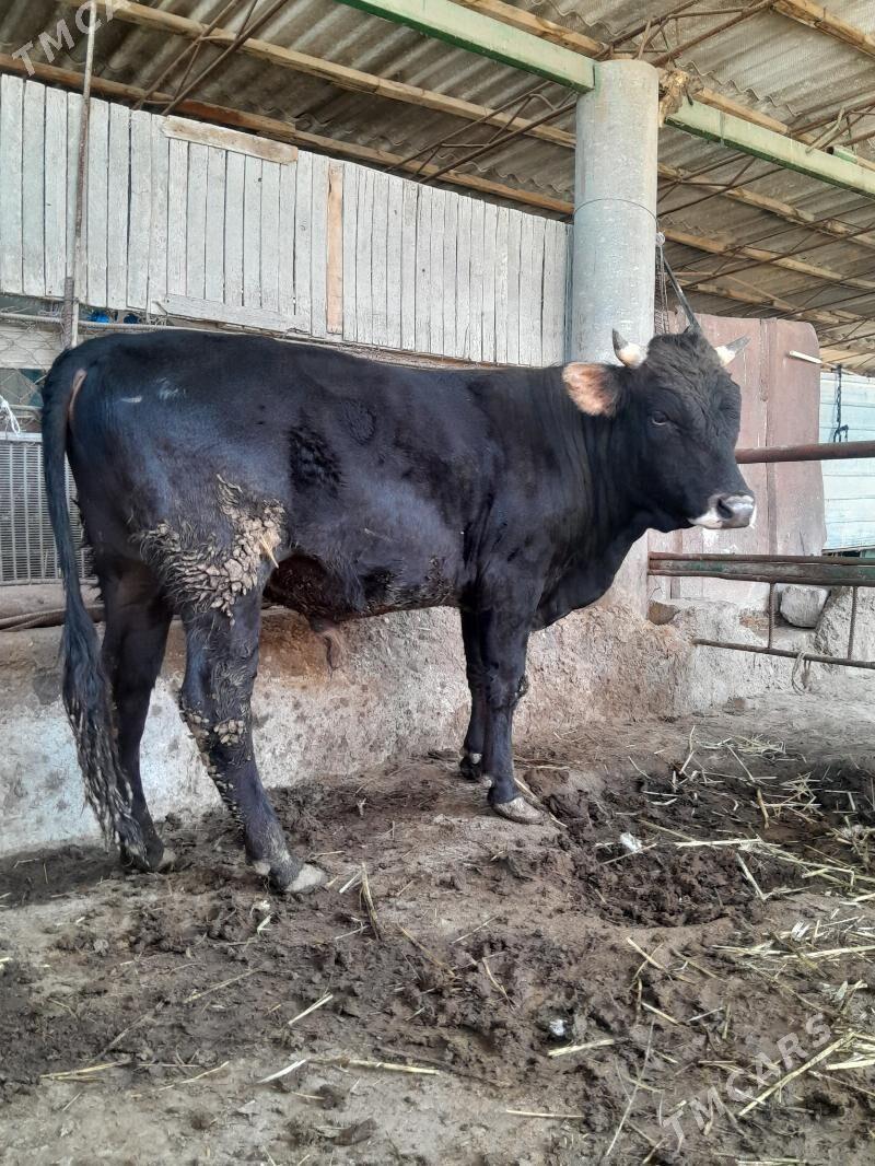 okuz - Ýaşlyk - img 1