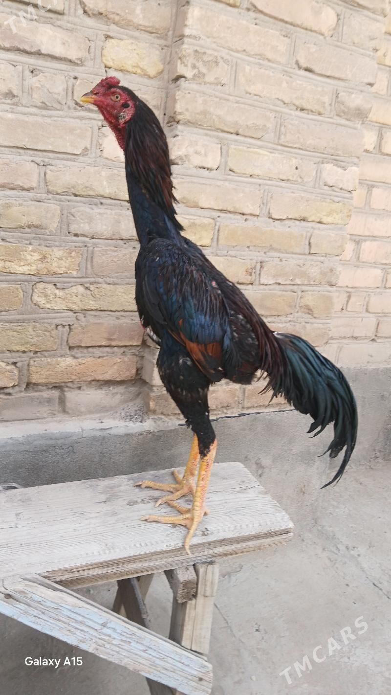 tovuk - Керки - img 1