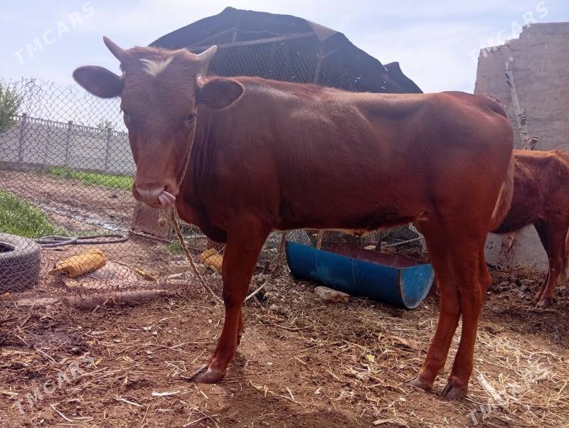 gulajyn okuz bogoz - Мары - img 1