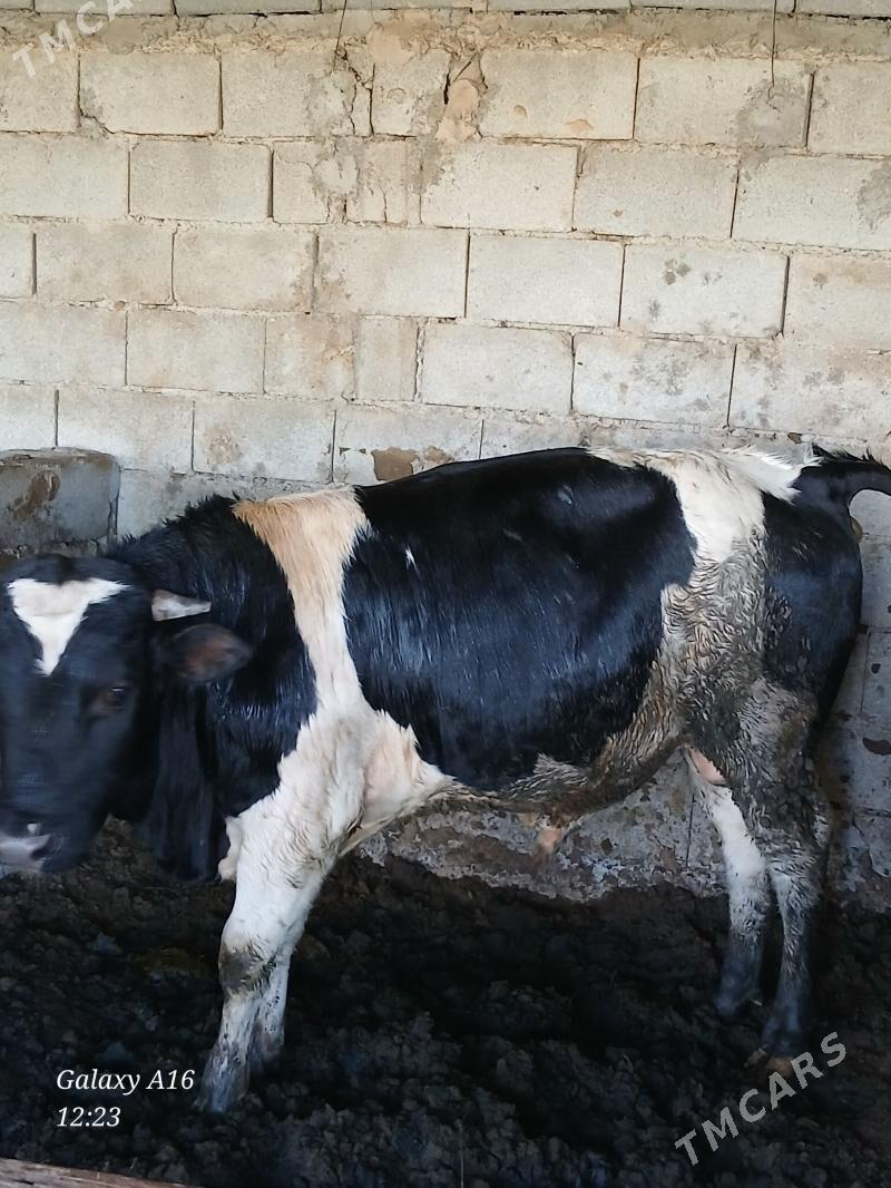 Ökiz - Gypjak - img 1