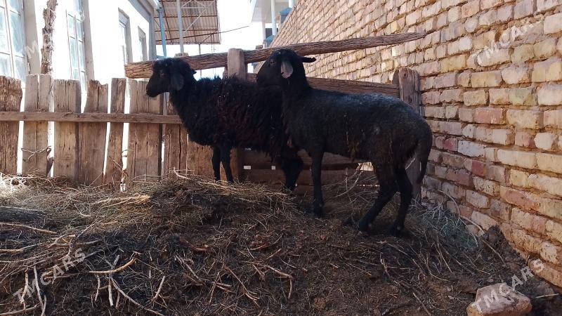 tokly - Mary - img 1