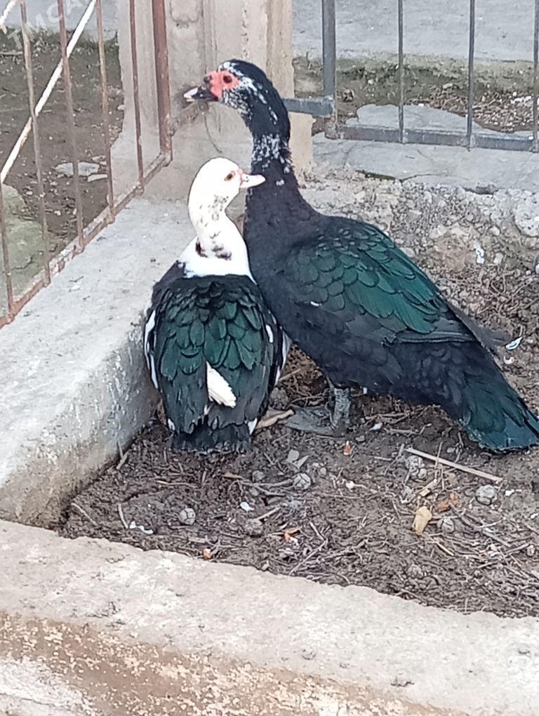 İndawutga ordek - Гызыларбат - img 1