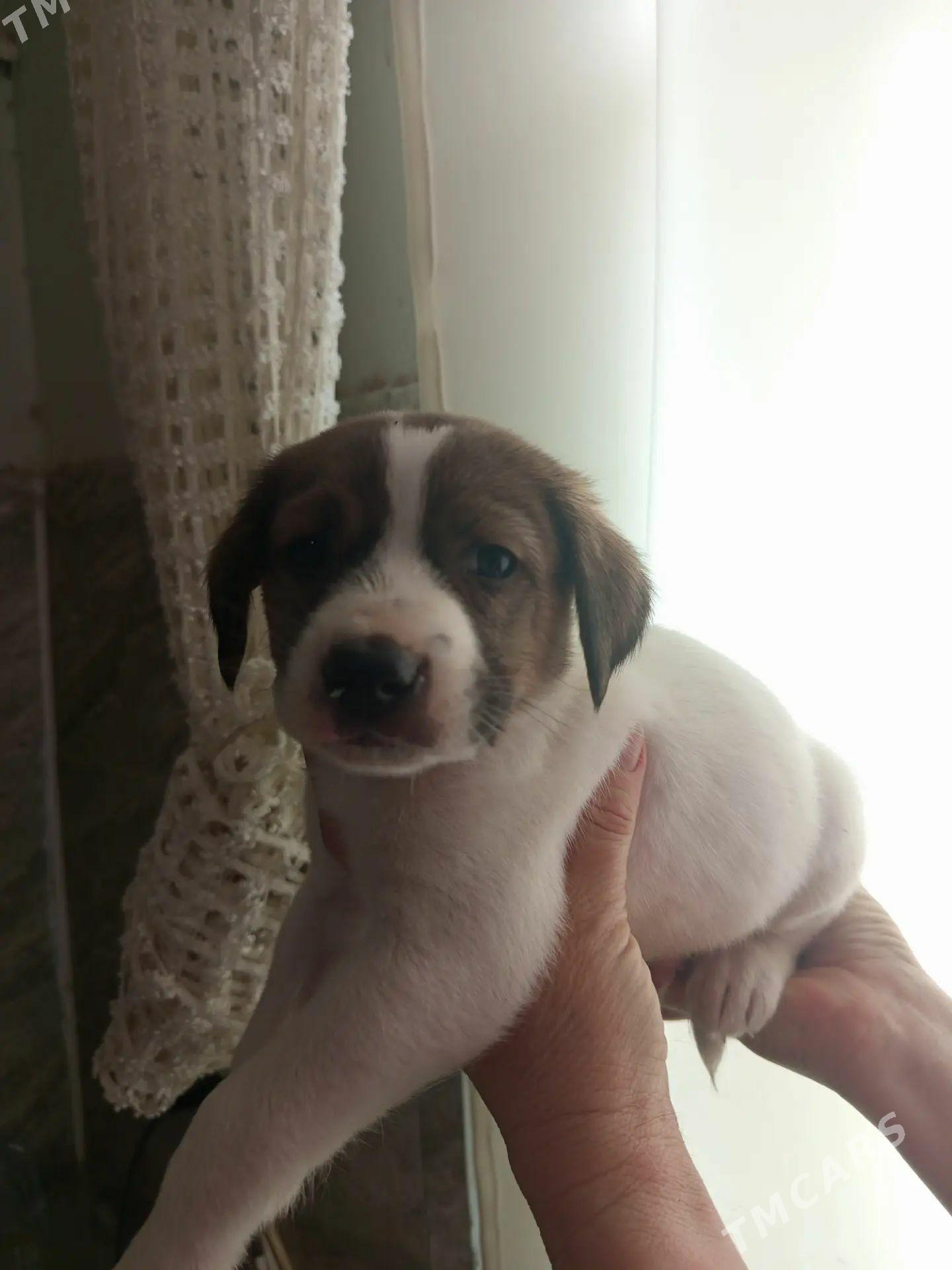 Щенок - Ашхабад - img 1