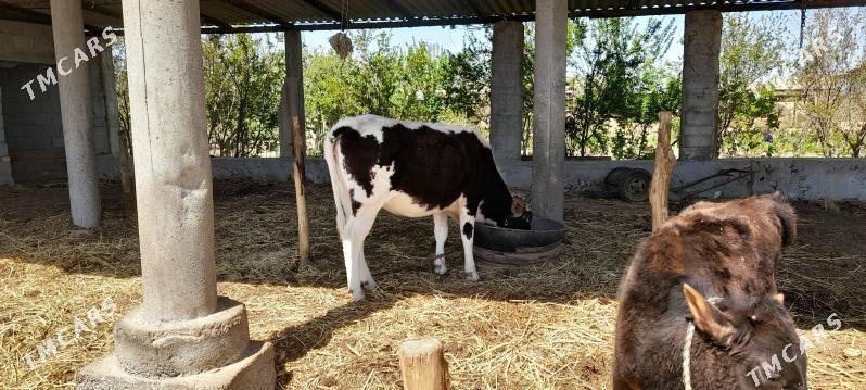 eýesi - Теджен - img 1