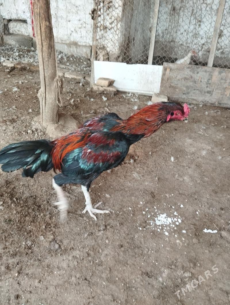 Horaz - Чарджоу - img 1