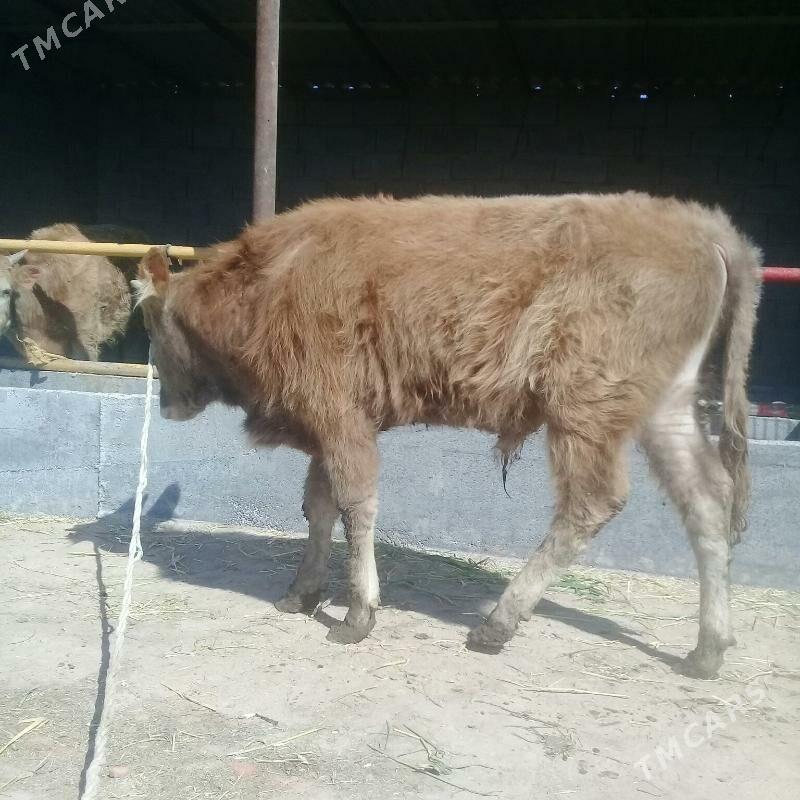 okuz - Бабадайхан - img 1