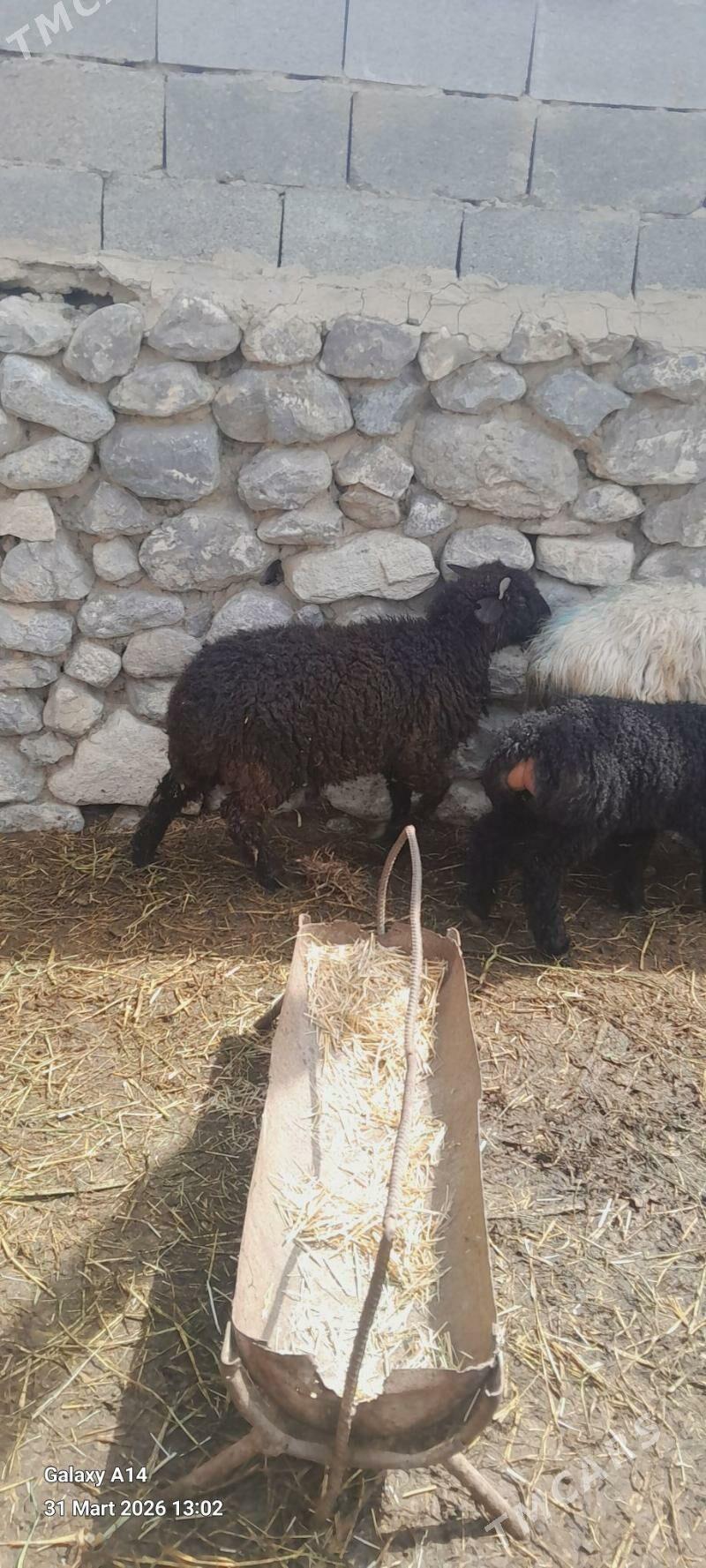 garakol issek - Бахарден - img 1