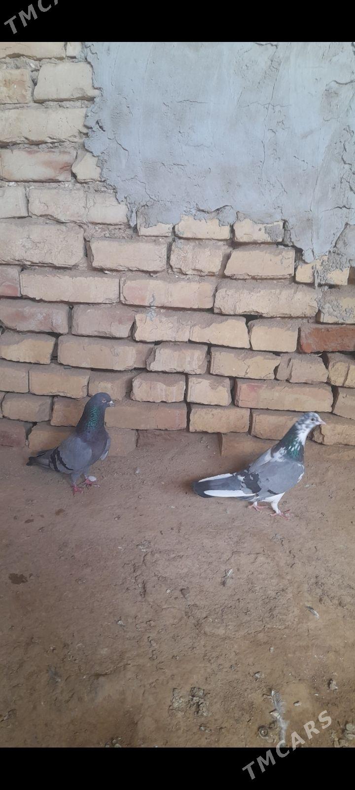 kepderi - Gyzylarbat - img 1