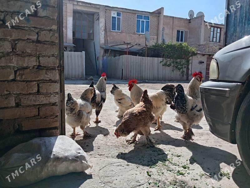 Horaz - Дянев - img 1